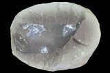 Fossil Macroneuropteris Seed Fern (Pos/Neg) - Mazon Creek #89933-2
